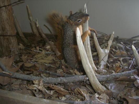 squirrel shed mount 3